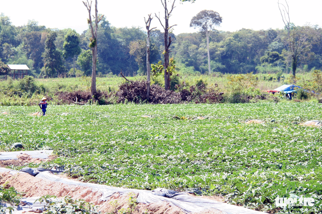 A farm is established after a section of forest in the Yok Don National Park, located in Dak Lak Province, has been cleared by local residents. Photo: Tuoi Tre