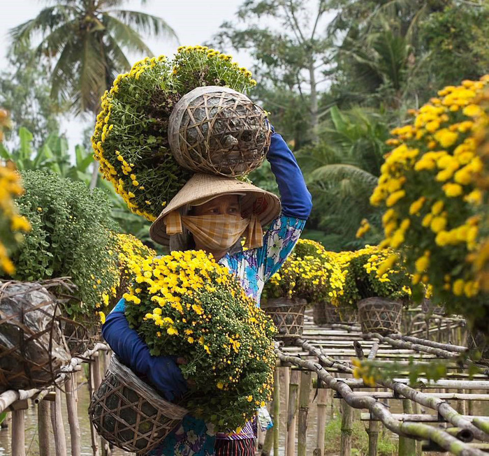 Flower collecting in Sa Dec Flower Village. Photo: Tuoi Tre