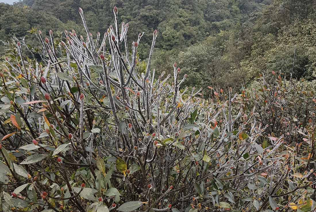 A tree is covered in frost in Mau Son Commune, Lang Son Province. Photo: Tuoi Tre