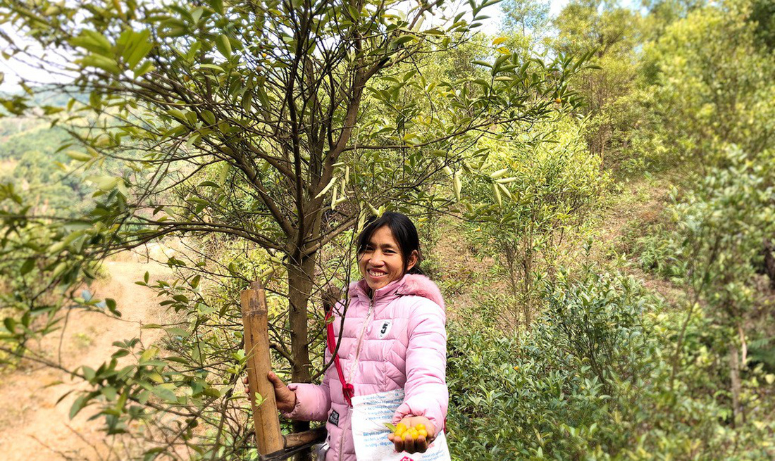 Hoang Thi Hoa harvests wild lemon from her plantation in Mau Son Commune, Lang Son Province. Photo: Tuoi Tre