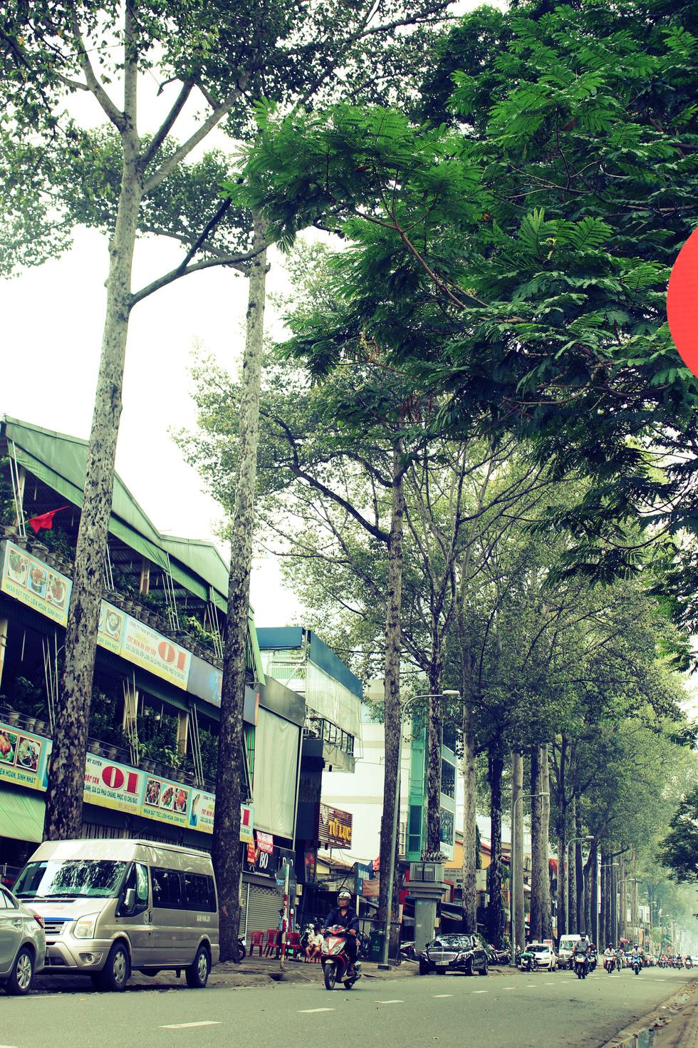 A number of golden oak trees line Hung Vuong Street in District 5.