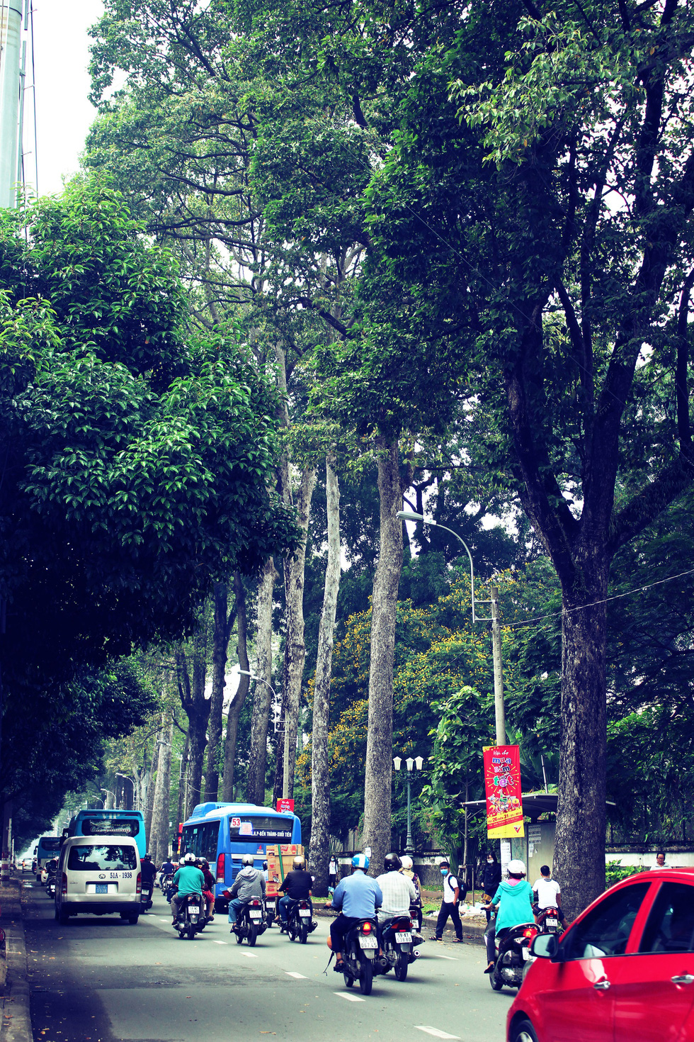 Tran Phu Street in District 5 is shaded with beautiful lines of golden oak.