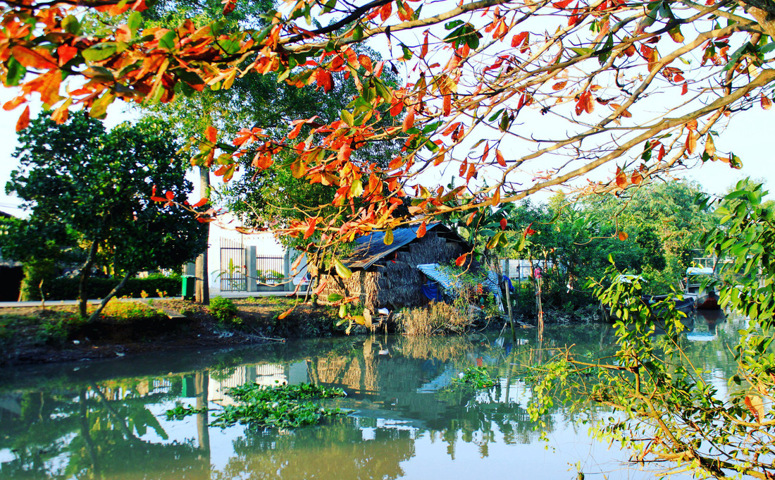 An Indian-almond tree is located by the river. Photo: Tuoi Tre