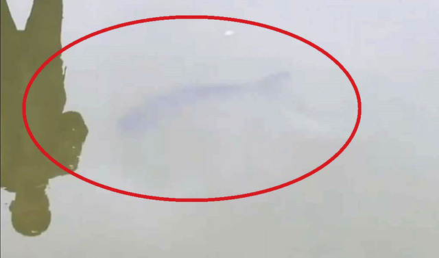 Holy Fish Photo ‘Holy’ fish draws hundreds in north-central Vietnam