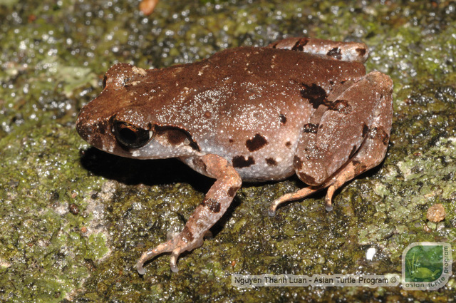 New frog species carrying eggs on back discovered in Peru - Ảnh 1.