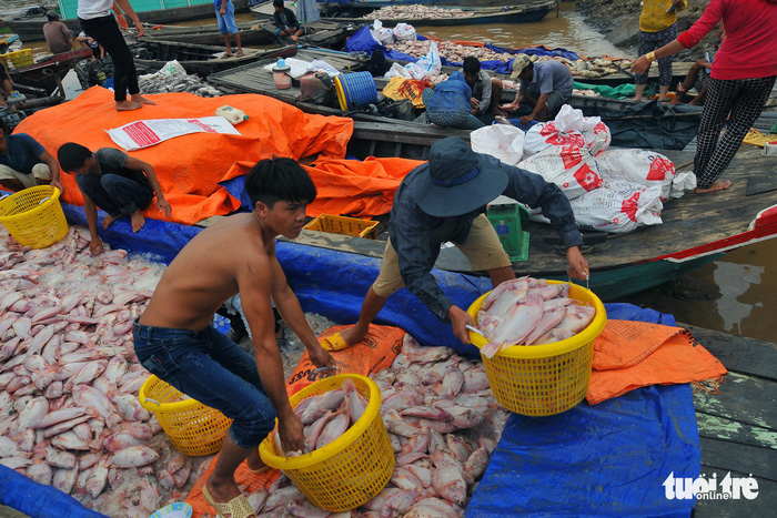 Men carry fish from a boat along the La Nga River in Dong Nai Province, Vietnam, May 21, 2018. Photo: Tuoi Tre