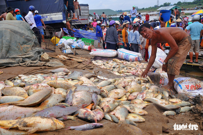 Dead fish lie on the bank of the La Nga River in Dong Nai Province, Vietnam, May 21, 2018. Photo: Tuoi Tre