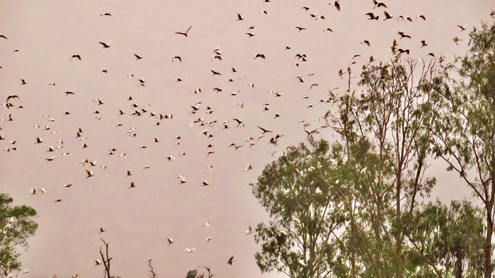 These farmers dedicate hectares of land solely for the storks.