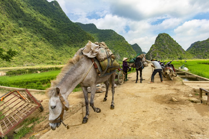 Mules work the field. Photo: Tuoi Tre