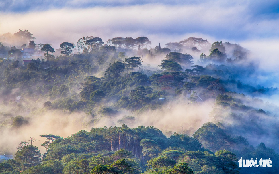 A forest in Da Lat is covered in fog in the early morning hours. Photo: Tuoi Tre