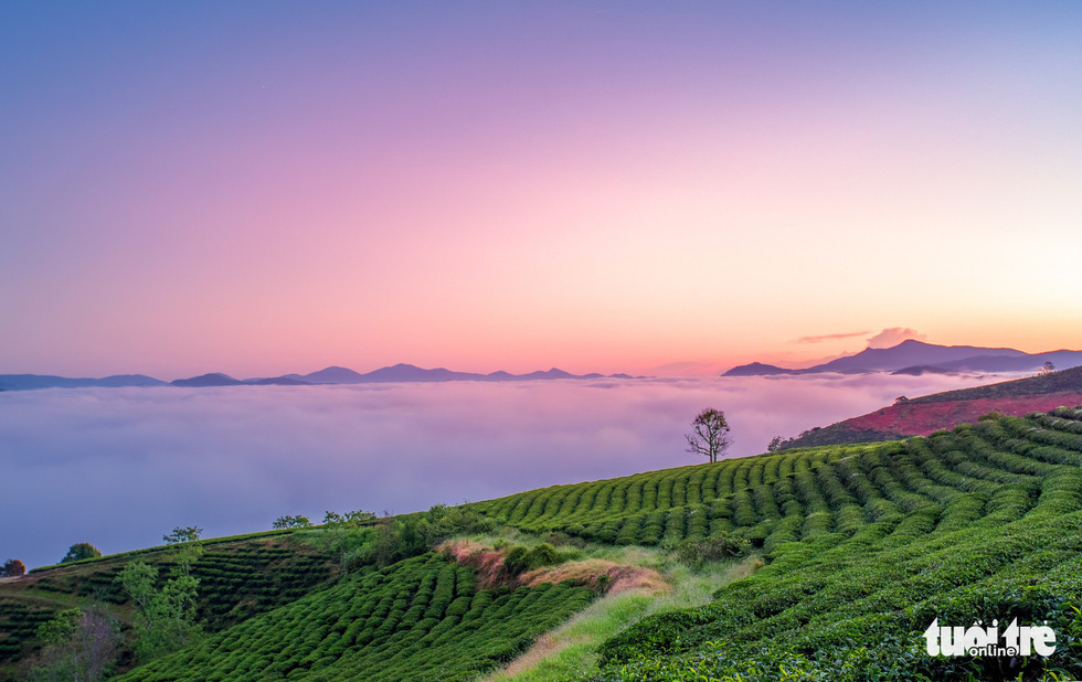 Cau Dat tea-growing farm in Da Lat. Photo: Tuoi Tre