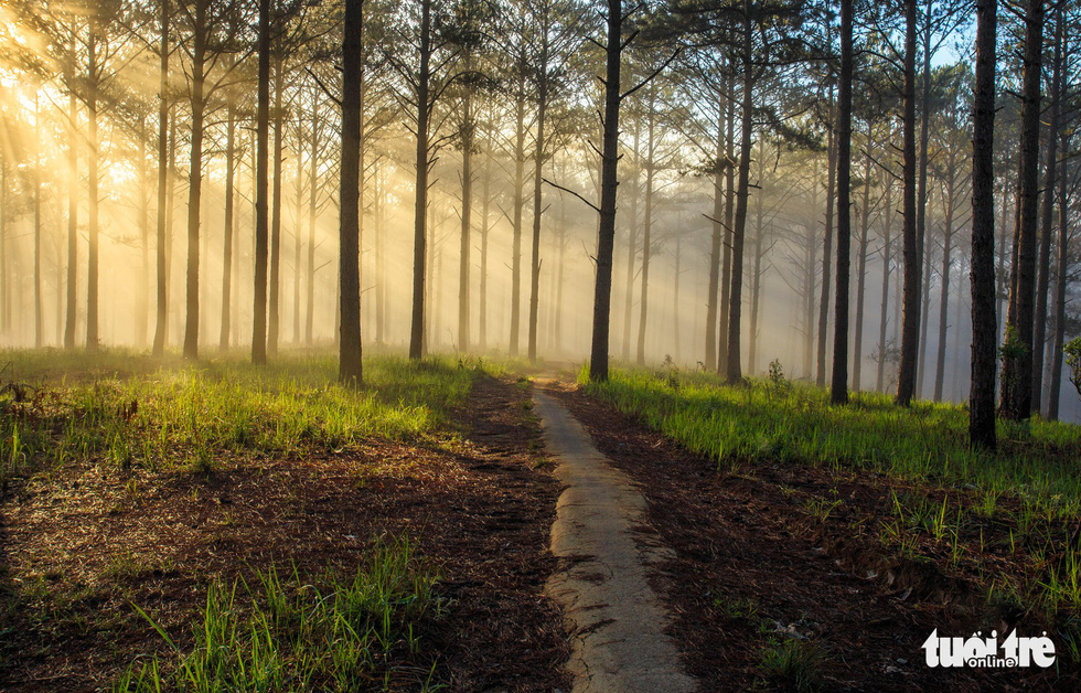 A pine wood near the Tuyen Lam Lake in Da Lat. Photo: Tuoi Tre