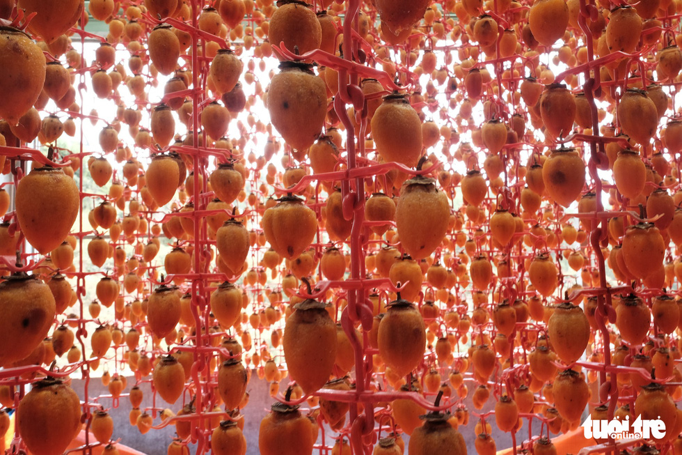 Persimmons are hung to dry in glass houses. Photo: Tuoi Tre