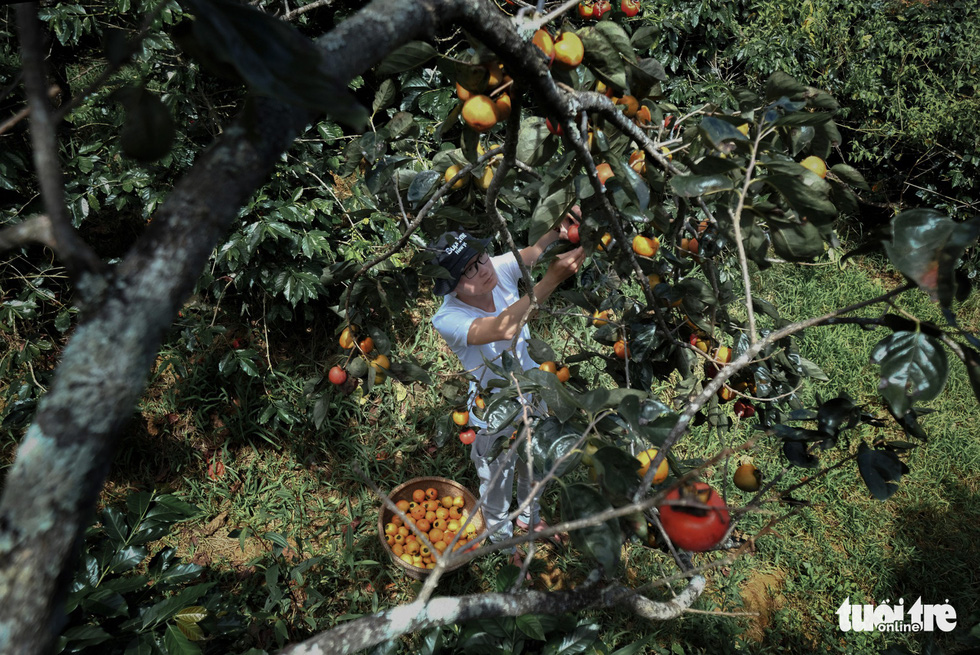 Persimmon trees. Photo: Tuoi Tre
