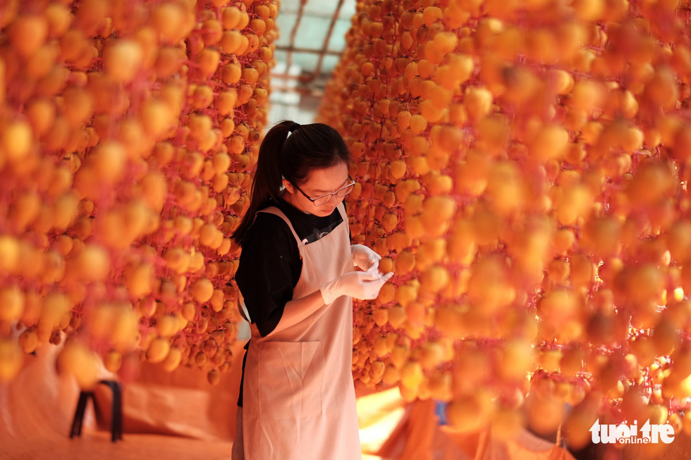 The persimmons require regular massaging to come out with the best quality. Photo: Tuoi Tre