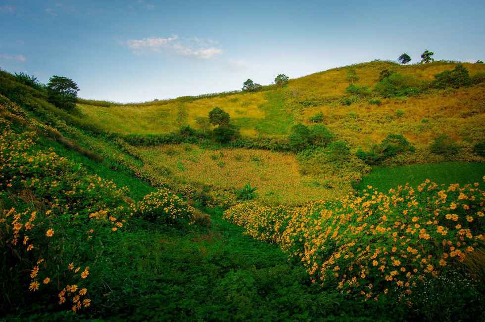 Wild sunflowers bloom near the Chu Dang Ya Extinct Volcano.