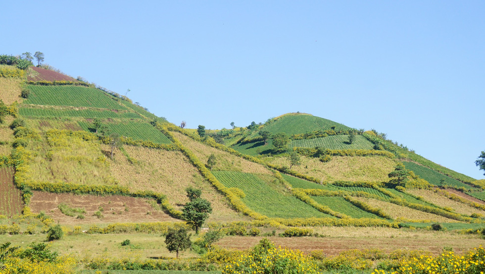 Wild sunflowers bloom near the Chu Dang Ya Extinct Volcano.