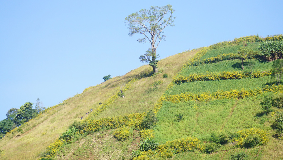 The wild sunflowers are spotted on top of a hill.