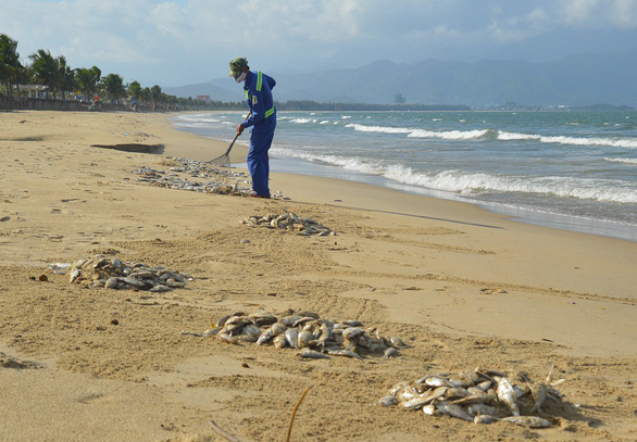 A worker clears dead fish on Da Nang beach. Photo: Tuoi Tre