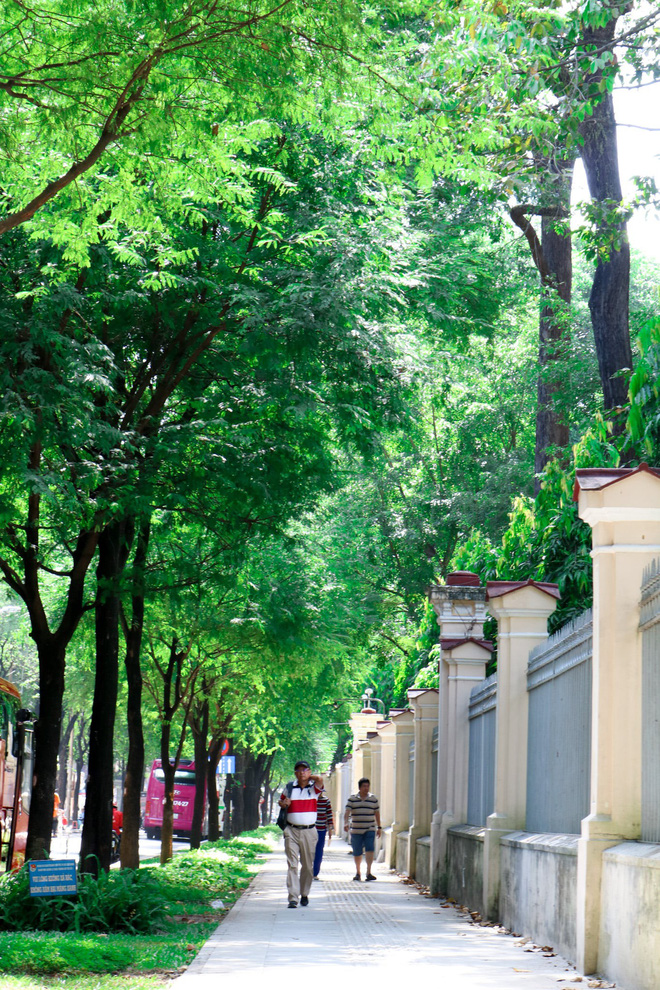 Pedestrians walk under tamarinds on a street in Ho Chi Minh City, Vietnam. Photo: Tuoi Tre