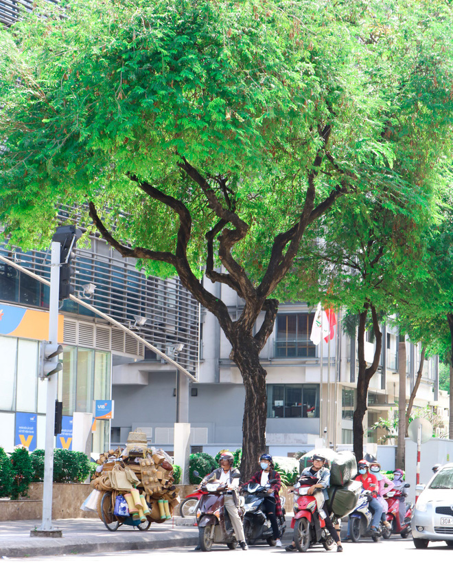 Motorbike riders wait at the traffic lights near tamarinds on a street in Ho Chi Minh City, Vietnam. Photo: Tuoi Tre