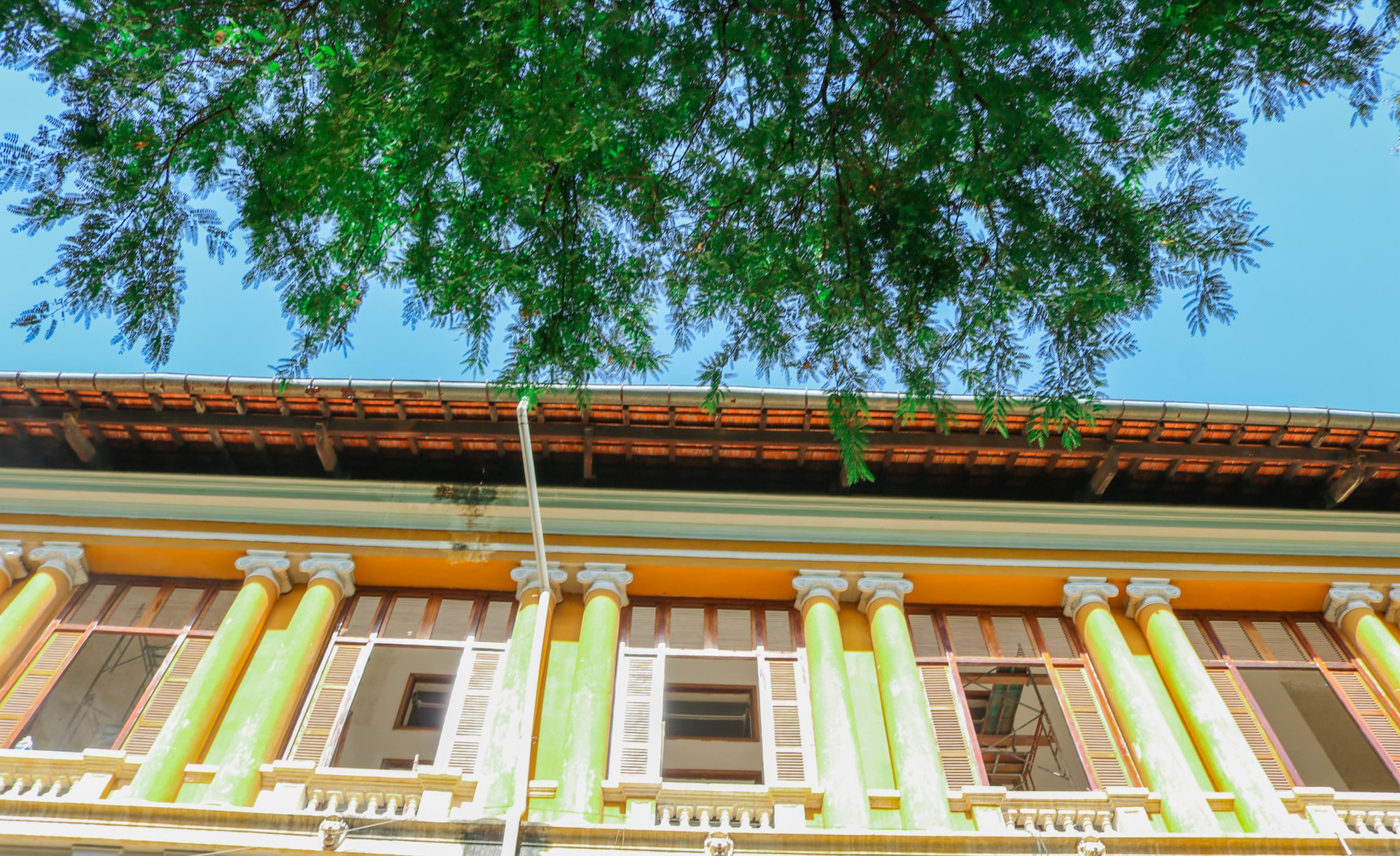 Tamarind leaves are pictured near a French-style building in Ho Chi Minh City, Vietnam. Photo: Tuoi Tre