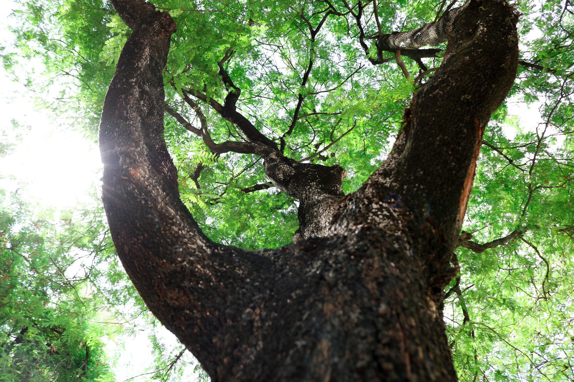 A tamarind tree on a street in Ho Chi Minh City, Vietnam. Photo: Tuoi Tre