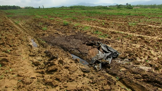 Fresh fertilizer is added to the grass field as part of a cow farm project. Photo: Tuoi Tre