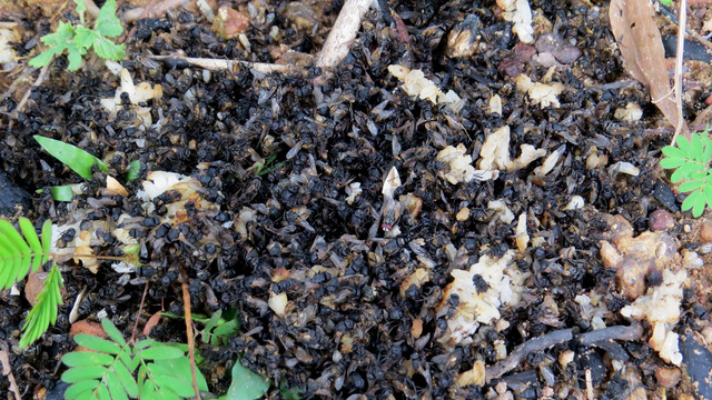 Countless flies cover a pot of rice at the house of Nguyen Trung Thong. Photo: Tuoi Tre