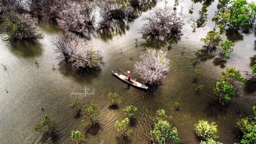 A boat floats amidst the Ru Cha Forest in Thua Thien-Hue Province, central Vietnam. Photo: Pham Ngoc Thach