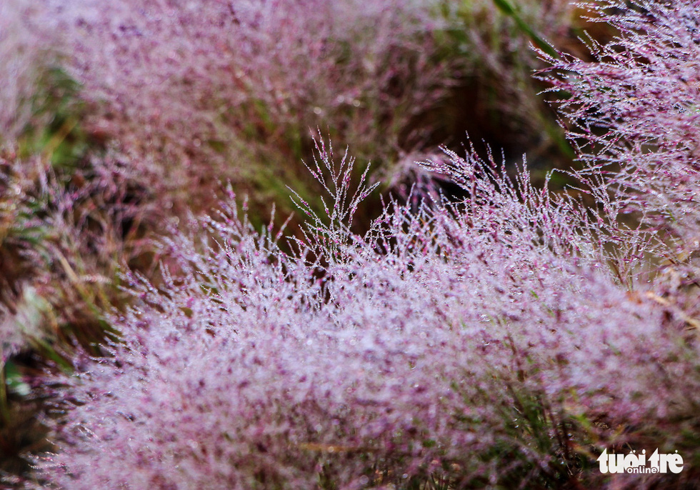 Photo: Mai Vinh / Tuoi Tre