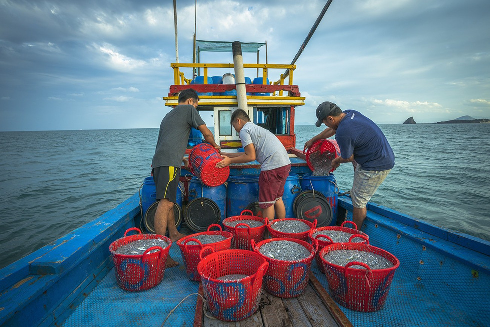Once pulled up, anchovy batches are immediately preserved in salt-strung containers. Photo: TRAN BAO HOA