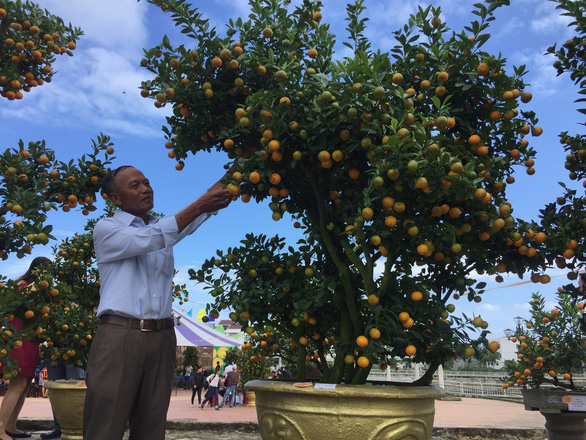 A man shapes a kumquat at a festive event in Hoi An City, central Vietnam, January 2019. Photo: Ba Dung