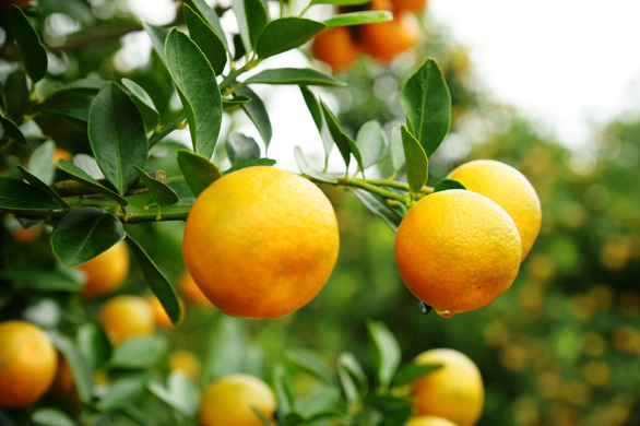 Ripe kumquat fruits are pictured at a farm in Hoi An City, central Vietnam, January 2019. Photo: Le Trung