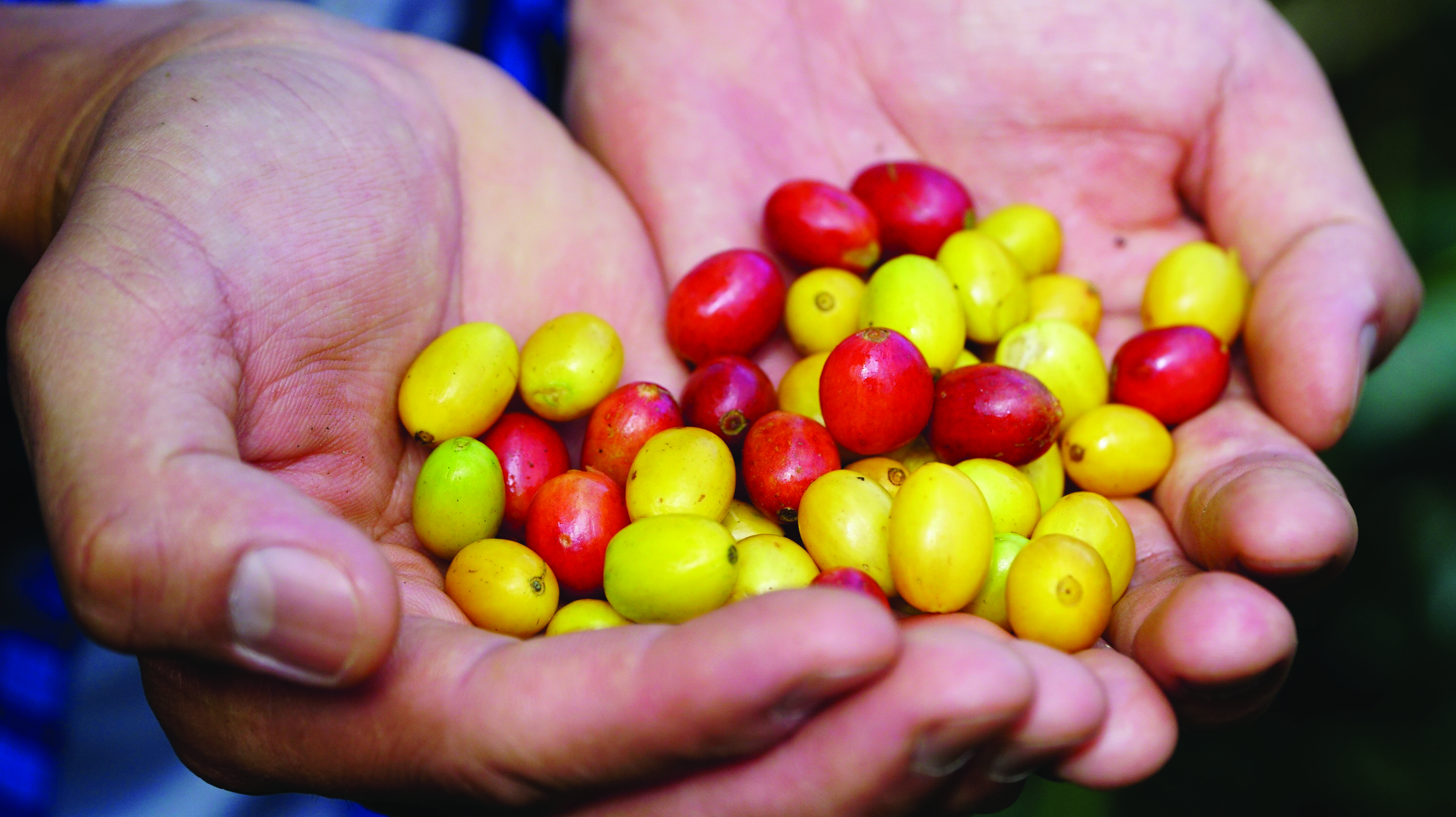 Ripe coffee beans are collected to be brought to Ho Chi Minh City. Photo: Ngoc Hien / Tuoi Tre