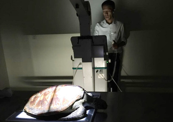 A man examines a turtle that SaSa transports to a hospital. The animal then dies of injuries. Photo: Le Chien / Tuoi Tre