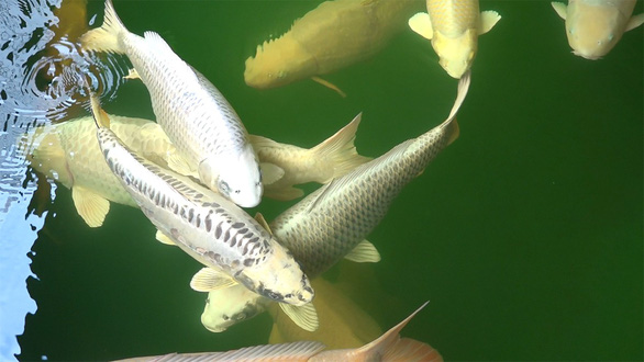 Some Koi fish in Thang’s collection. Photo: Le Van / Tuoi Tre