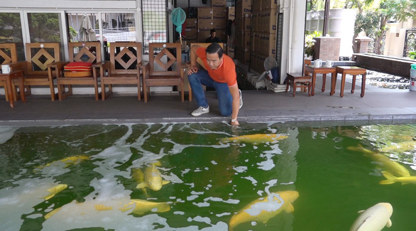 Liem Le’s Koi shoal flocks to their owner the moment he approaches the pond. Photo: Le Van / Tuoi Tre