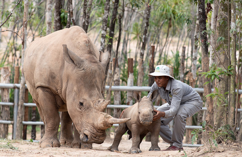 A rhino cub enjoys the caress of zookeepers at Vinpearl Safari on Phu Quoc Island, southern Vietnam. Photo: Huu Hanh / Tuoi Tre