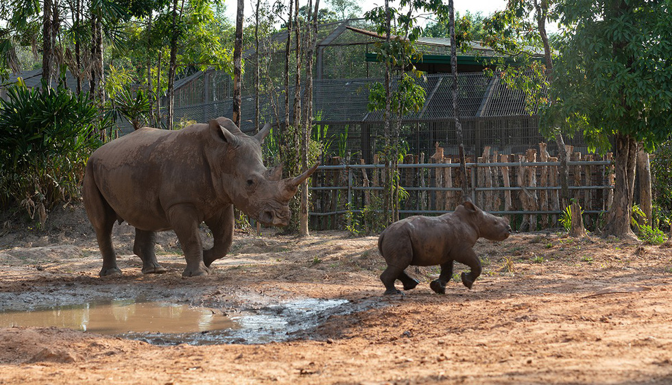 A natural habitat is ideal for wild animals. Photo: Huu Hanh / Tuoi Tre