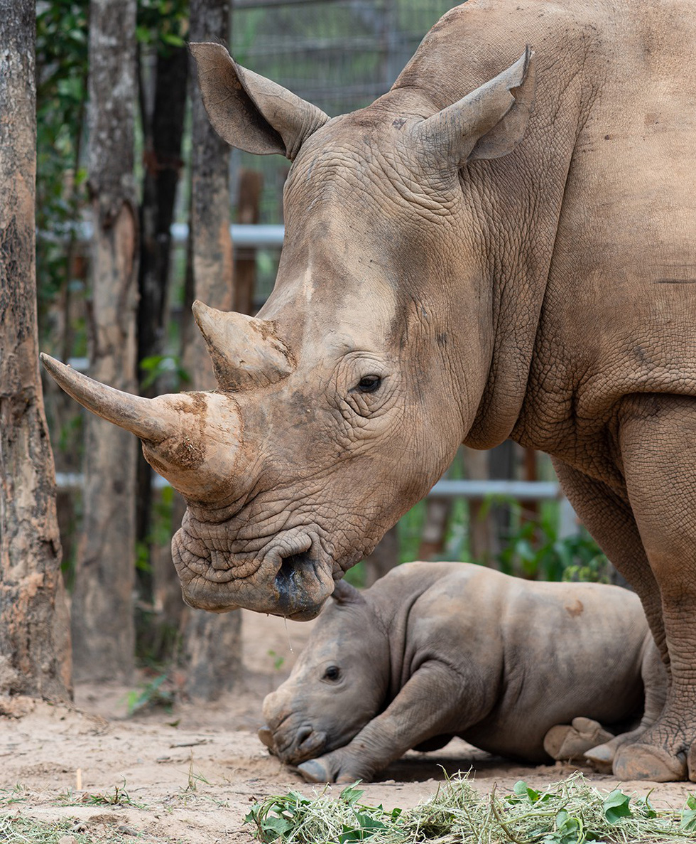 The cub born on April 3, 2019 was named ‘Hakuna Matata’. Photo: Huu Hanh / Tuoi Tre