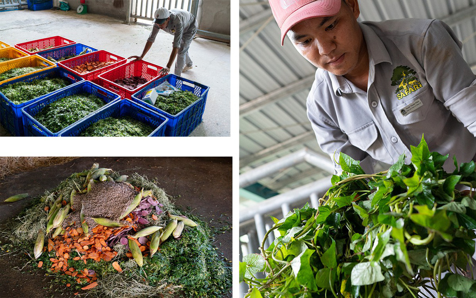 A female rhino’s daily diet includes 150kg of foods in total, including alfalfa grass, carrots, corn, processed foods, vitamins and minerals. Photo: Huu Hanh / Tuoi Tre