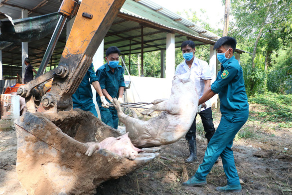Pigs are disposed of at a husbandry facility in Phu Giao District, Binh Duong. Photo: Ba Son / Tuoi Tre