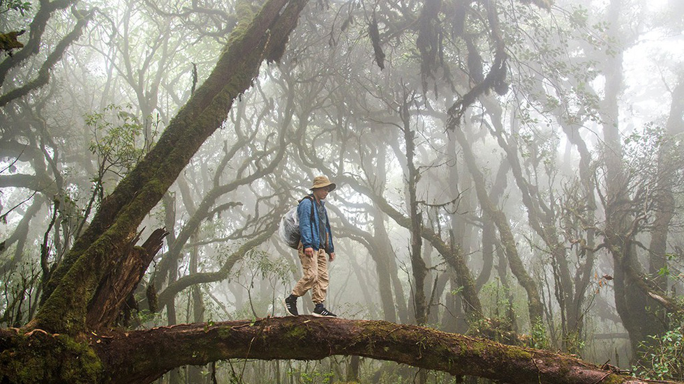 A visitor crosses a “natural bridge” on Ta Xua Mountain, Yen Bai Province. Photo: Hai Duong / Tuoi Tre