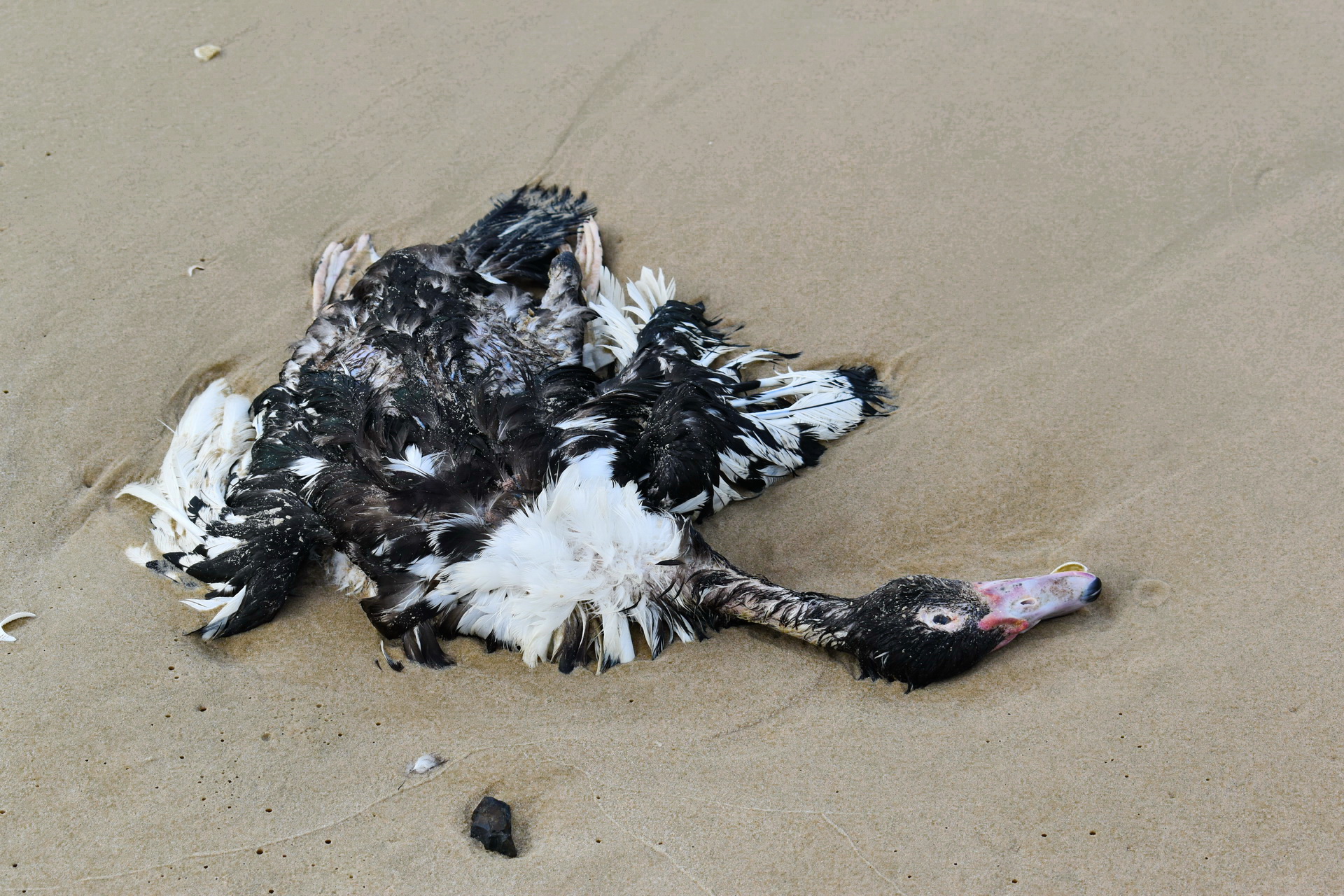 A dead bird washes up on shore at the Ke Ga Beach in Binh Thuan Province, Vietnam. Photo: Tuan Son / Tuoi Tre News