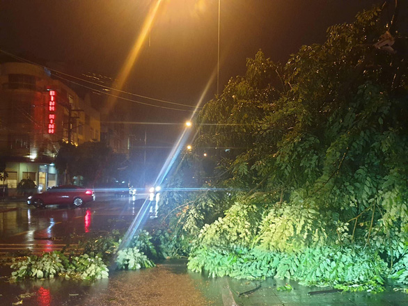 A fallen tree is seen in the aftermath of typhoon Wypha in Mong Cai, northern Vietnam, August 3, 2019. Photo: P. Anh
