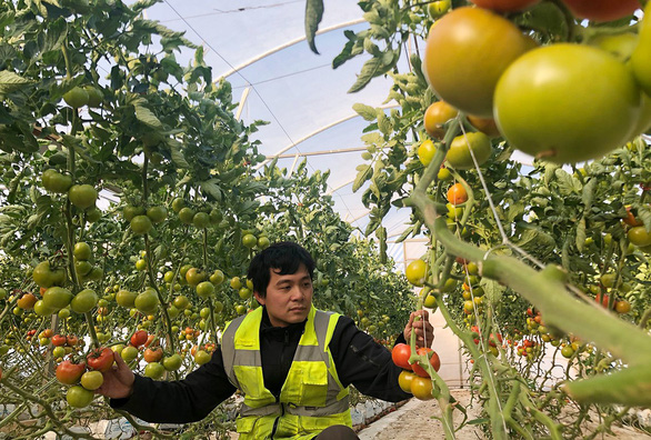 Vietnamese farmers find success in farming in Australia Vietnamese farmers find success in farming in Australia