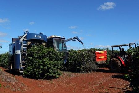 A harvesting machine harvests coffee in a plantation in the town of Sao Joao da Boa Vista. Photo: Reuters