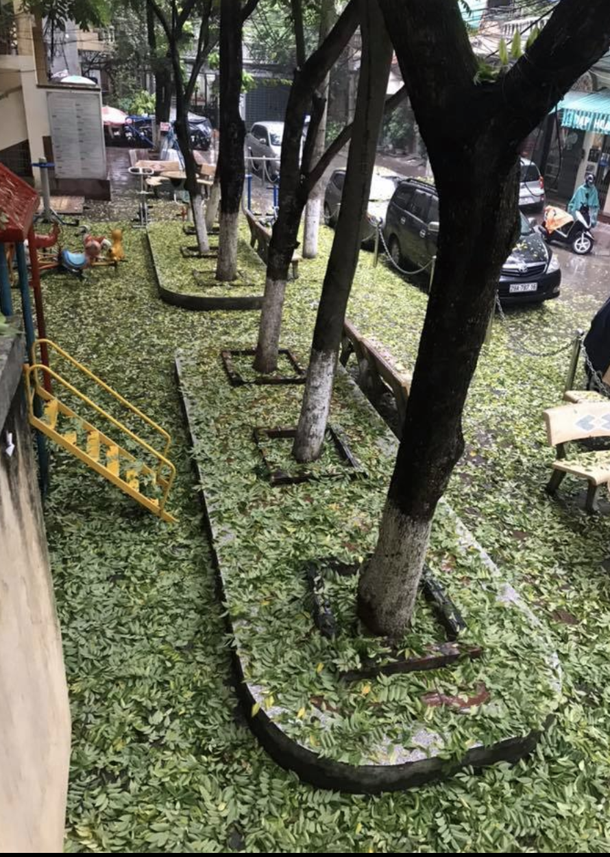The trees have lost a large amount of their leaves.