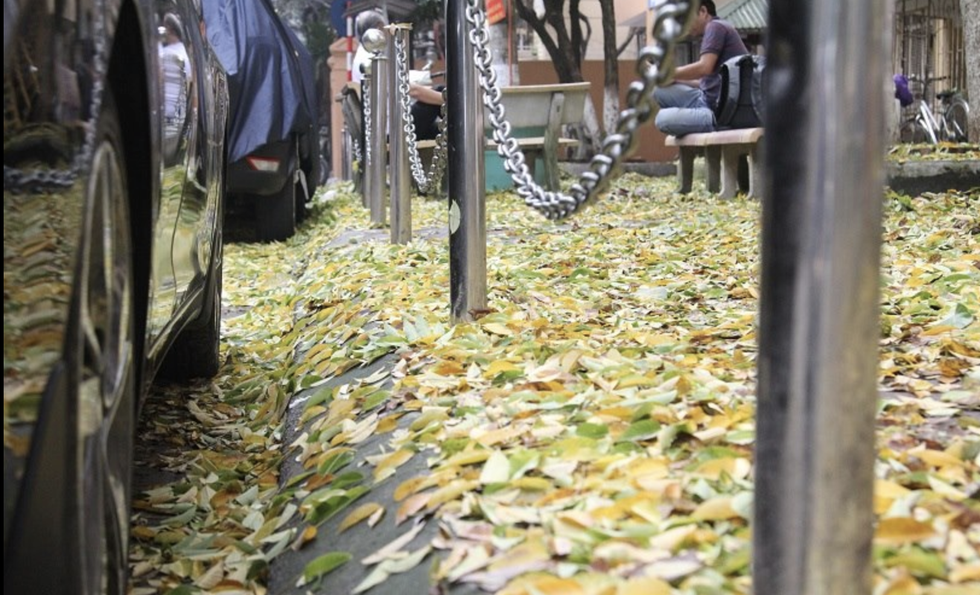 Fallen leaves fill the sidewalk.